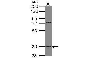 WB Image Sample (30 ug of whole cell lysate) A: H1299 10% SDS PAGE antibody diluted at 1:1000 (TAAR5 Antikörper  (C-Term))