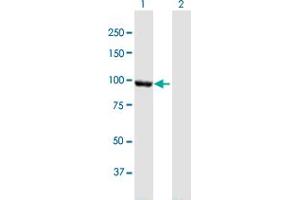 Western Blot analysis of CTNNA2 expression in transfected 293T cell line by CTNNA2 MaxPab polyclonal antibody.