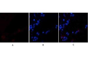 Immunofluorescence analysis of human lung tissue. (Cadherin 5 Antikörper  (Internal Region))