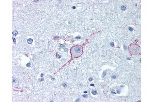 Anti-GALR3 antibody IHC of human brain, cortex. (GALR3 Antikörper  (Extracellular Domain))