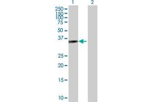 Western Blot analysis of PARVG expression in transfected 293T cell line by PARVG MaxPab polyclonal antibody. (PARVG Antikörper  (AA 1-331))