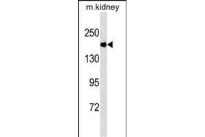 ACE Antibody (Ascites) ABIN1539969 western blot analysis in mouse kidney tissue lysates (35 μg/lane). (Angiotensin I Converting Enzyme 1 Antikörper  (AA 1274-1306))