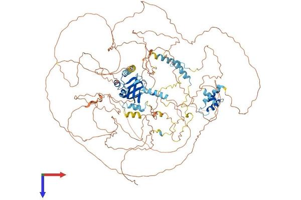 MIS18 Binding Protein 1 (MIS18BP1) (AA 1-1132) protein (His tag)