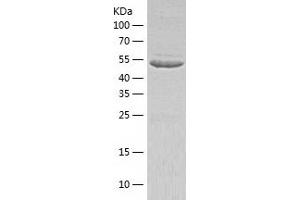 TOM1L2 Protein (AA 1-507) (His tag)