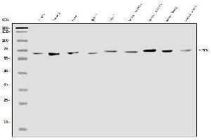 Western blot analysis of EHD1 using anti-EHD1 antibody (ABIN7602880).