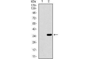 Western blot analysis using ALPI mAb against HEK293 (1) and ALPI (AA: 397-458)-hIgGFc transfected HEK293 (2) cell lysate. (Intestinal Alkaline Phosphatase Antikörper  (AA 397-458))