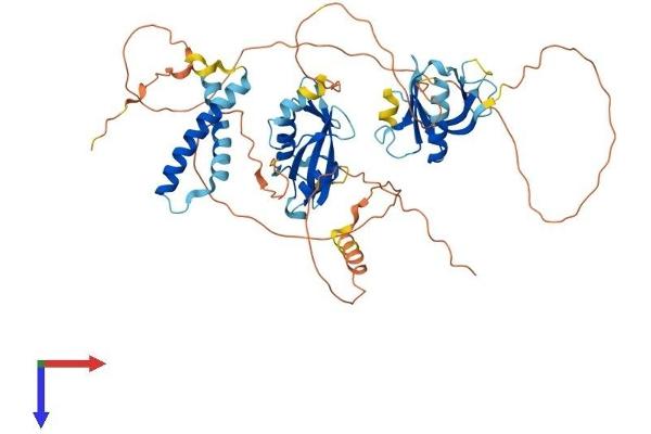 SH2B3 Protein (AA 1-548) (His tag)