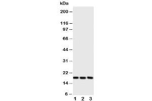 Western blot testing of I-309 antibody and Lane 1:  SCG (CCL1 Antikörper  (C-Term))