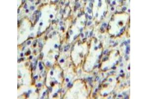 Used in DAB staining on fromalin fixed paraffin-embedded Spleen tissue (CD235a/GYPA Antikörper  (AA 1-108))