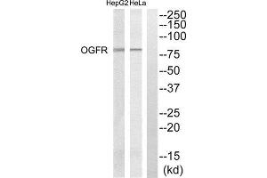 Western Blotting (WB) image for anti-Opioid Growth Factor Receptor (OGFR) (Internal Region) antibody (ABIN1851752)