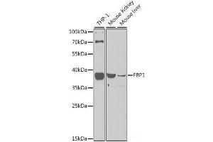 Western blot analysis of extracts of various cell lines using FBP1 Polyclonal Antibody at dilution of 1:1000. (FBP1 Antikörper)