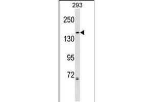 Western blot analysis in 293 cell line lysates (35ug/lane). (NCAPG2 Antikörper  (AA 729-757))