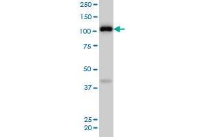 EPHA4 monoclonal antibody (M02), clone 6H7 Western Blot analysis of EPHA4 expression in NIH/3T3 . (EPH Receptor A4 Antikörper  (AA 887-986))