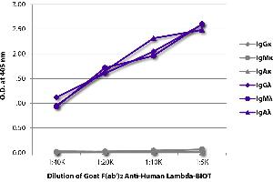 ELISA plate was coated with purified human IgGκ, IgMκ, IgAκ, IgGλ, IgMλ, and IgAλ. (Ziege anti-Human lambda (Chain lambda) Antikörper (Biotin))
