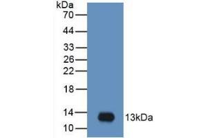 Western blot analysis of recombinant Human MIP3a. (CCL20 Antikörper  (AA 27-96))