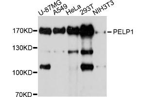 Western blot analysis of extracts of various cell lines, using PELP1 antibody. (PELP1 Antikörper)