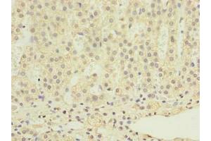 Immunohistochemistry of paraffin-embedded human adrenal gland tissue using ABIN7168408 at dilution of 1:100 (RALYL Antikörper  (AA 1-291))