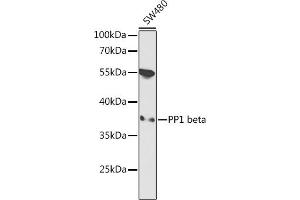 Western blot analysis of extracts of SW480 cells, using PP1 beta antibody  at 1:1000 dilution. (PPP1CB Antikörper  (AA 1-327))