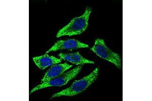 Immunofluorescence analysis of HepG2 cells using DCTN4 mouse mAb (green). (Dynactin 4 Antikörper  (AA 57-298))
