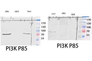 Western Blot (WB) analysis of 293T COLO205 lysis using PI 3-kinase p85alpha/gamma antibody. (PI3K p85 alpha/gamma Antikörper  (Ser106))