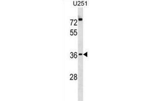 POPD3 Antibody (C-term) (ABIN1881674 and ABIN2838985) western blot analysis in  cell line lysates (35 μg/lane).