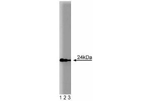 Western blot analysis of Rab11 on MDCK lysate. (RAB11A Antikörper  (AA 86-207))