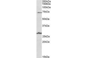 Staining of Human Olfactory bulb lysate using SLC6A12 Antibody at 1 µg/ml (35µg protein in RIPA buffer). (SLC6A12 Antikörper  (C-Term))