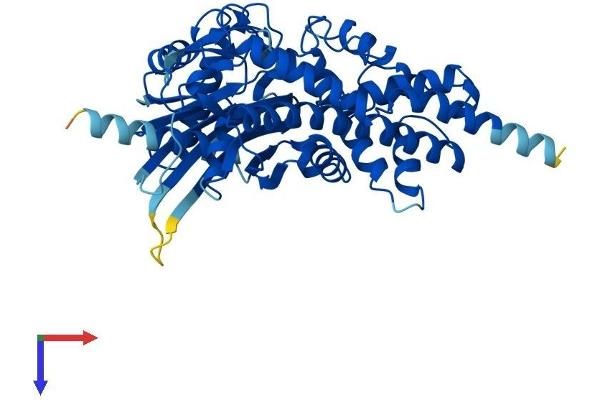 GCK Protein (AA 1-465) (His tag)