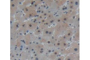 IHC-P analysis of liver tissue, with DAB staining. (PANK1 Antikörper  (AA 298-500))