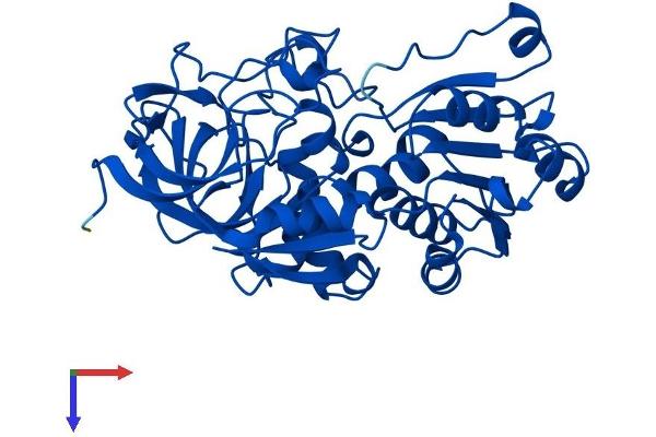 ADH4 Protein (AA 1-380) (His tag)