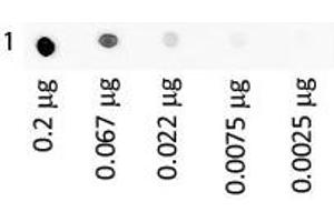 Dot Blot of Human IgA Fluorescein Antigen: Human IgA Fluorescein Load: 3-fold serial dilution starting at 200 ng (Human IgA isotype control (FITC))