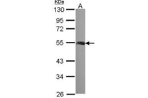 WB Image Sample (30 ug of whole cell lysate) A: 293T 10% SDS PAGE antibody diluted at 1:1000 (TUBB2A Antikörper)