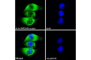 ABIN1049520 Immunofluorescence analysis of paraformaldehyde fixed A549 cells, permeabilized with 0. (HTR2A Antikörper  (AA 296-309))