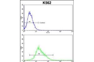 Flow cytometric analysis of k562 cells (bottom histogram) compared to a negative control cell (top histogram).