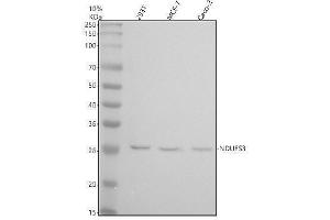 Western blot analysis of NDUFS3 using anti-NDUFS3 antibody (ABIN7605681).
