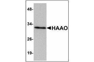 Western blot analysis of HAAO in Mouse liver tissue lysate with HAAO antibody at 1 µg/ml. (HAAO Antikörper  (N-Term))