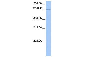 C2ORF42 antibody used at 1 ug/ml to detect target protein. (C2orf42 Antikörper  (C-Term))