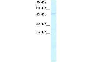 WB Suggested Anti-MYCN Antibody Titration:  2. (MYCN Antikörper  (C-Term))