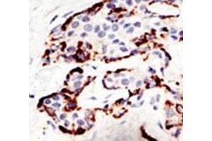 Immunohistochemistry (IHC) image for anti-Suppressor of Variegation 3-9 Homolog 2 (Drosophila) (SUV39H2) (AA 93-122) antibody (ABIN3029055)