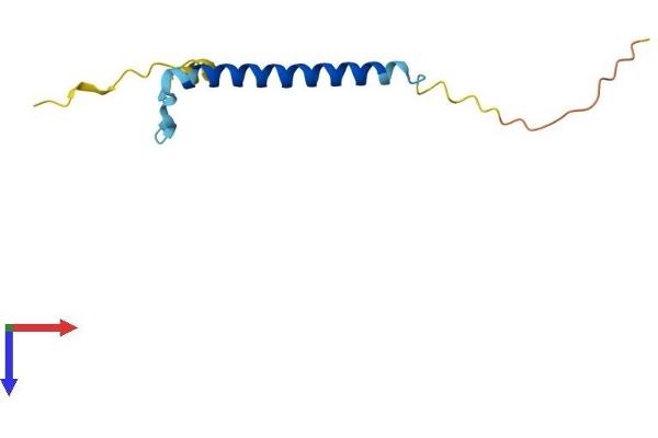 C19ORF53 Protein (AA 1-94) (His tag)