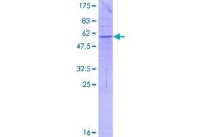 PPT2 Protein (AA 1-302) (GST tag)