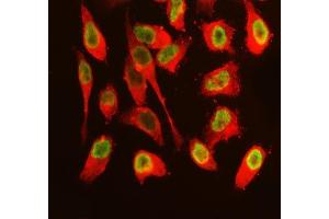 IF analysis of SFPQ using anti-SFPQ antibody (ABIN7603089) and anti-Tubulin Alpha antibody (ABIN7600339). (SFPQ Antikörper  (Middle Region))