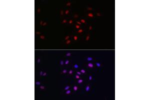 Immunofluorescence analysis of U2OS cells using HDGF Rabbit mAb (ABIN7267622) at dilution of 1:100 (40x lens). (HDGF Antikörper)