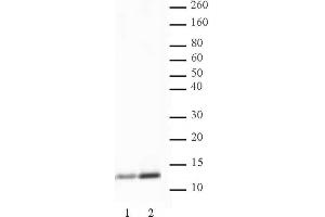 Histone H4K5ac antibody (pAb) tested by Western blot. (Histone H4 Antikörper  (acLys5))