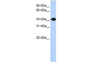 WB Suggested Anti-DNASE2B Antibody Titration:  0. (DNASE2B Antikörper  (N-Term))