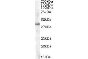 Western Blotting (WB) image for anti-Pituitary Homeobox 3 (PITX3) (AA 29-40) antibody (ABIN292460)