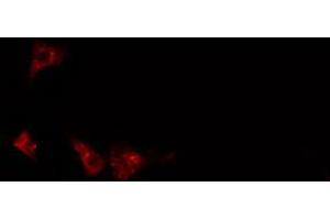 ABIN6274404 staining 293 cells by IF/ICC. (KSR2 Antikörper  (Internal Region))