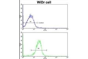 Flow cytometric analysis of widr cells using DAC Antibody (C-term)(bottom histogram) compared to a negative control cell (top histogram).