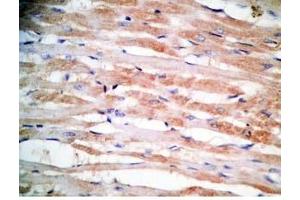 Rat heart tissue was stained by Rabbit Anti-MCT-1 (H) Antibody (Mitocryptide-1 (MCT-1) Antikörper)