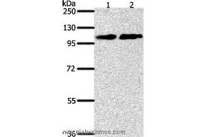 Western blot analysis of NIH/3T3 and Jurkat cell, using NFATC4 Polyclonal Antibody at dilution of 1:400 (NFATC4 Antikörper)